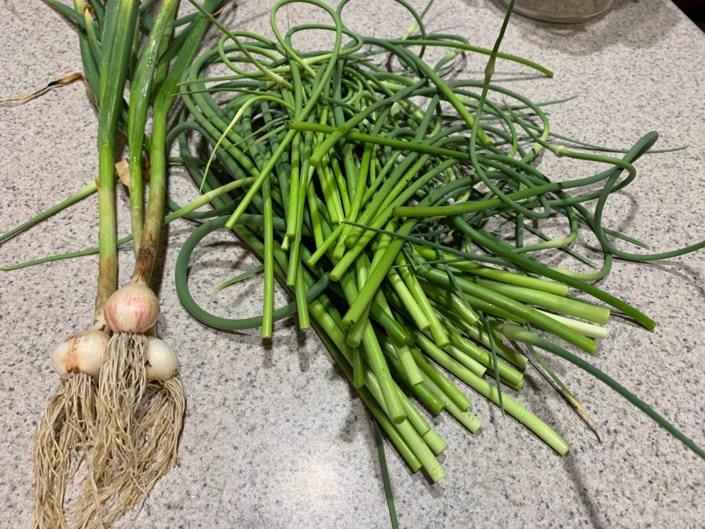 Garlic Scapes